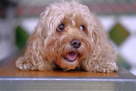 most friendly dog breeds in the world